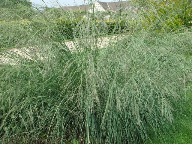 Eragrostis elliottii 'Wind Dancer'